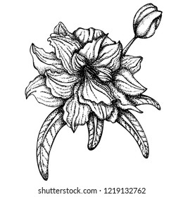 Hand drawn vector illustration. Flower with many lobes isolated on white background.