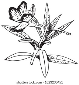 Hand drawn vector illustration of a flower isolated on white. drawing in a sketch style