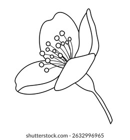 hand drawn vector illustration of flower on white background
