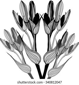 Hand drawn vector illustration of flower buds. Ink sketch.