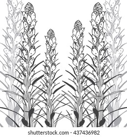 Hand drawn vector illustration of flower buds. Ink sketch. Background for your text. 