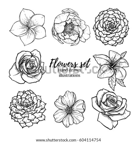 Hand drawn vector illustration - Flowers set (succulent, rose, peony, tropical flower). Perfect for wedding invitations, greeting cards, quotes, blogs, posters etc. Vintage collection