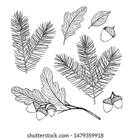 Hand drawn vector illustration - Forest Autumn/ Winter collection. Spruce branches, acorns, fall leaves. Design elements for invitations, banners, greeting cards, quotes, blogs, posters, prints