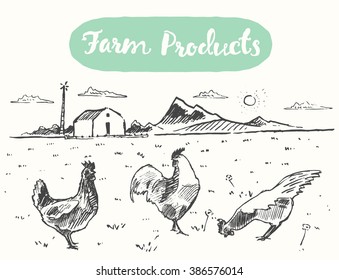 Hand Drawn Vector Illustration Of A Free Range Chicken, Sketch