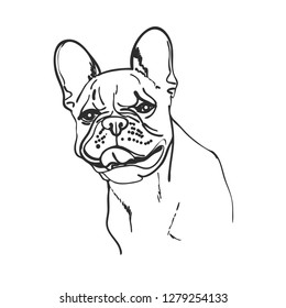 Hand drawn vector illustration of French bulldog. Could be used  for poster, card, print.

