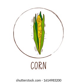 Hand drawn vector illustration of fresh corn with round frame and inscription - Vegetable icon isolated