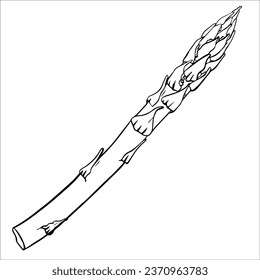 Hand drawn vector illustration. Fresh asparagus with leaves. Healthy vegetarian food, culinary ingredient, harvest time. Vegan food graphics design.