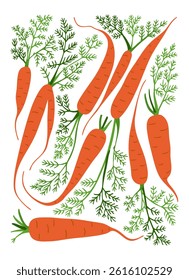 Hand drawn vector illustration of fresh orange carrots with green tops on white background. Healthy organic vegetable concept representing farm produce and nutrition