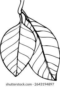 Ilustración vectorial dibujada a mano de hojas frescas aisladas sobre un fondo blanco.