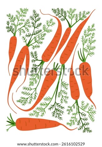 Hand drawn vector illustration of fresh orange carrots with green tops on white background. Healthy organic vegetable concept representing farm produce and nutrition