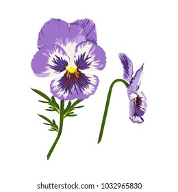 Hand drawn vector illustration of a garden variety of Viola tricolor on transparent background, realistic style. Spring flower.