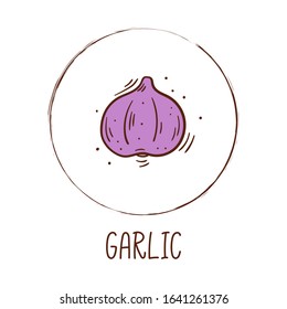 Hand drawn vector illustration of a garlic, round frame and inscription - Vegetable icon isolated