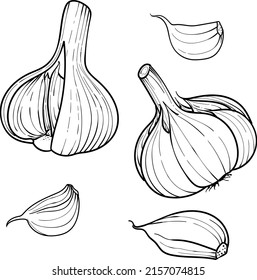 Hand drawn vector illustration garlic . Engraving style. Set head and clove of garlic. isolated on a white background