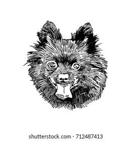 Hand drawn vector illustration german small spitz. Sketch style dog. Realistic Symbol of 2018 new year. Animal portrait.