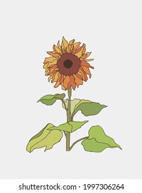 handgezeichnete Vektorgrafik einer riesigen gelben Sonnenblumenpflanze einzeln auf weißem Hintergrund, 