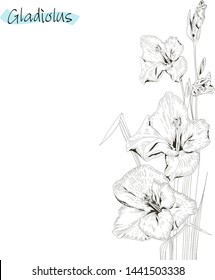 A hand drawn vector illustration of a gladiolus flower isolated on a white background. Retro style.