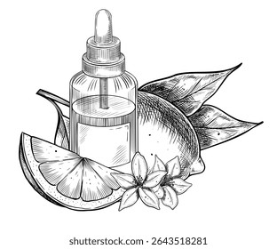 Hand drawn vector illustration of glass bottle and lemon with slice, flowers, leaves in engraving style. Linear drawing of essential oil with citrus fruit for culinary and cosmetic projects.