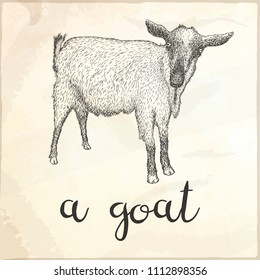 Hand drawn vector illustration of goat isolated on a white background.
