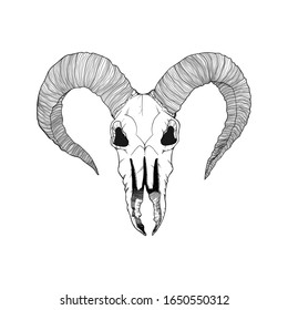 Hand drawn vector illustration of goat skull in line work. Isolated on white background. Outline ram cranium in black and white.  