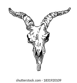 Ilustración vectorial dibujada a mano del cráneo de cabra. Recorte mágico para impresión, tarjeta, diseño textil. Alquimia, magia, esotérica, oculta, espiritual.