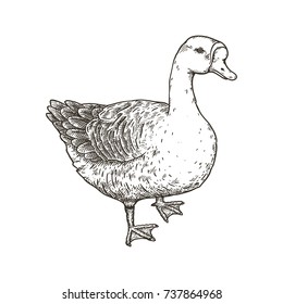 Hand drawn vector illustration of goose. Isolated on white background.