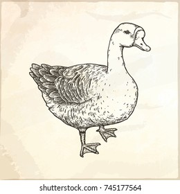 Hand drawn vector illustration of goose. Isolated on white background.