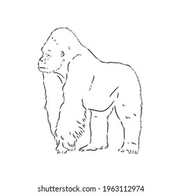 hand drawn vector illustration with a gorilla isolated on a white background