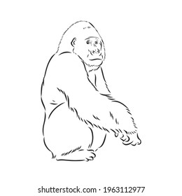 hand drawn vector illustration with a gorilla isolated on a white background