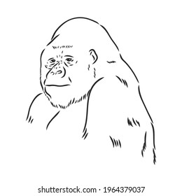 hand drawn vector illustration with a gorilla isolated on a white background
