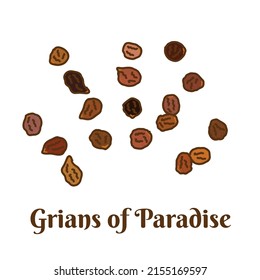 Hand drawn vector illustration of grains of paradise  isolated on white background.