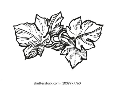 Hand drawn vector illustration of grape leaves. Ink sketch isolated on white background. Retro style.