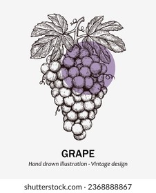 Hand drawn vector illustration grape. grape fruits sketch. Vector illustration of grape. For menu, recipe, packaging, wrapping paper, logos. Grape illustration for wine logo.