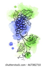 Hand drawn vector illustration of grape branch. Retro style. Watercolor background.