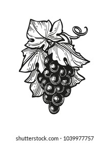 Hand drawn vector illustration of grapes. Ink sketch isolated on white background. Retro style.