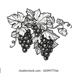 Hand drawn vector illustration of grapes. Ink sketch isolated on white background. Retro style.