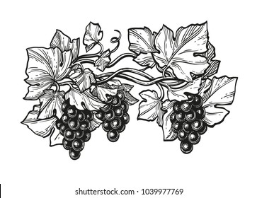 Hand drawn vector illustration of grapes. Ink sketch isolated on white background. Retro style.