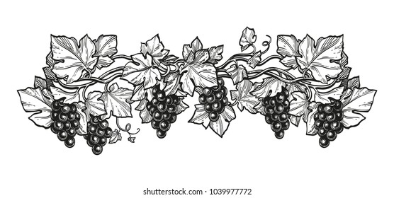 Hand drawn vector illustration of grapes. Ink sketch isolated on white background. Retro style.