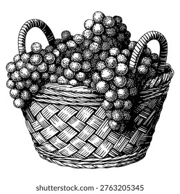 Hand drawn vector illustration grapes in basket isolated on white background vintage retro style artwork
