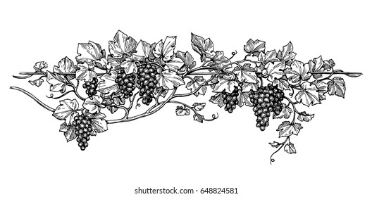Hand drawn vector illustration of grapes. Vine sketch isolated on white background.