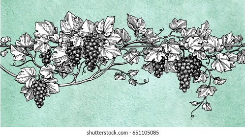 Hand drawn vector illustration of grapes. Vine sketch on old paper background. Retro style.