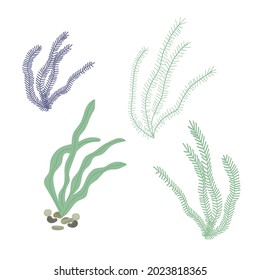 Hand drawn vector illustration of green and purple seaweed. Isolated on white background