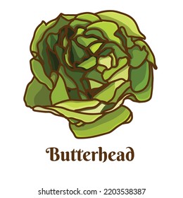 Hand drawn vector illustration of green butterhead isolated on white background.