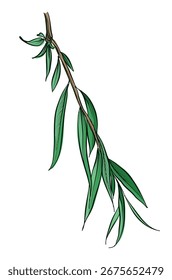 Ilustração vetorial desenhada à mão de ramo de salgueiro verde