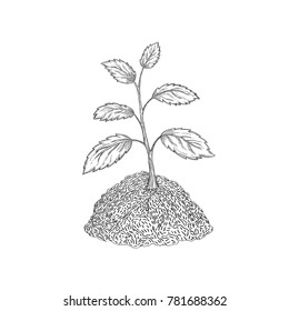Hand drawn vector illustration of growing plant.