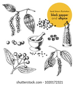 hand drawn vector illustration of herbs and spices. Vintage graphic set illustration of black pepper and allspice. set of fruits and herbs spices