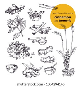 hand drawn vector illustration of herbs and spices. Cinnamon and turmeric. Vintage graphic set illustration of fruits and herbs spices