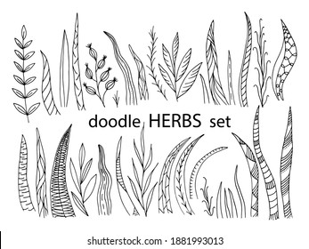Ilustración vectorial dibujada a mano con hierbas en forma de cartón, dibujando sobre fondo blanco (plantas, hierba, hierba). EPS10 vectores