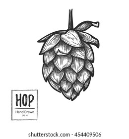 Hand drawn vector illustration - Hop. Perfect for malt, ale, lager, stout, labels, packaging etc. Sketch design element. Beer fest