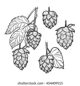 Hand drawn vector illustration - Hops plant. Perfect for malt, ale, lager, stout, labels, packaging etc. Sketch design element. Beer fest