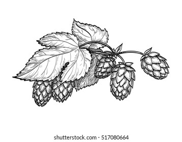 Hand drawn vector illustration of hops. Isolated on white background. Hand drawn vector illustration. Retro style.